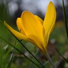 Eine kleine Krokusblüte