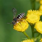 Eine kleine Kuckucksbiene... ( Filzbienenart) 