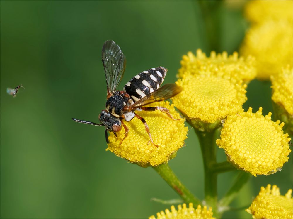 Eine kleine Kuckucksbiene... ( Filzbienenart) 