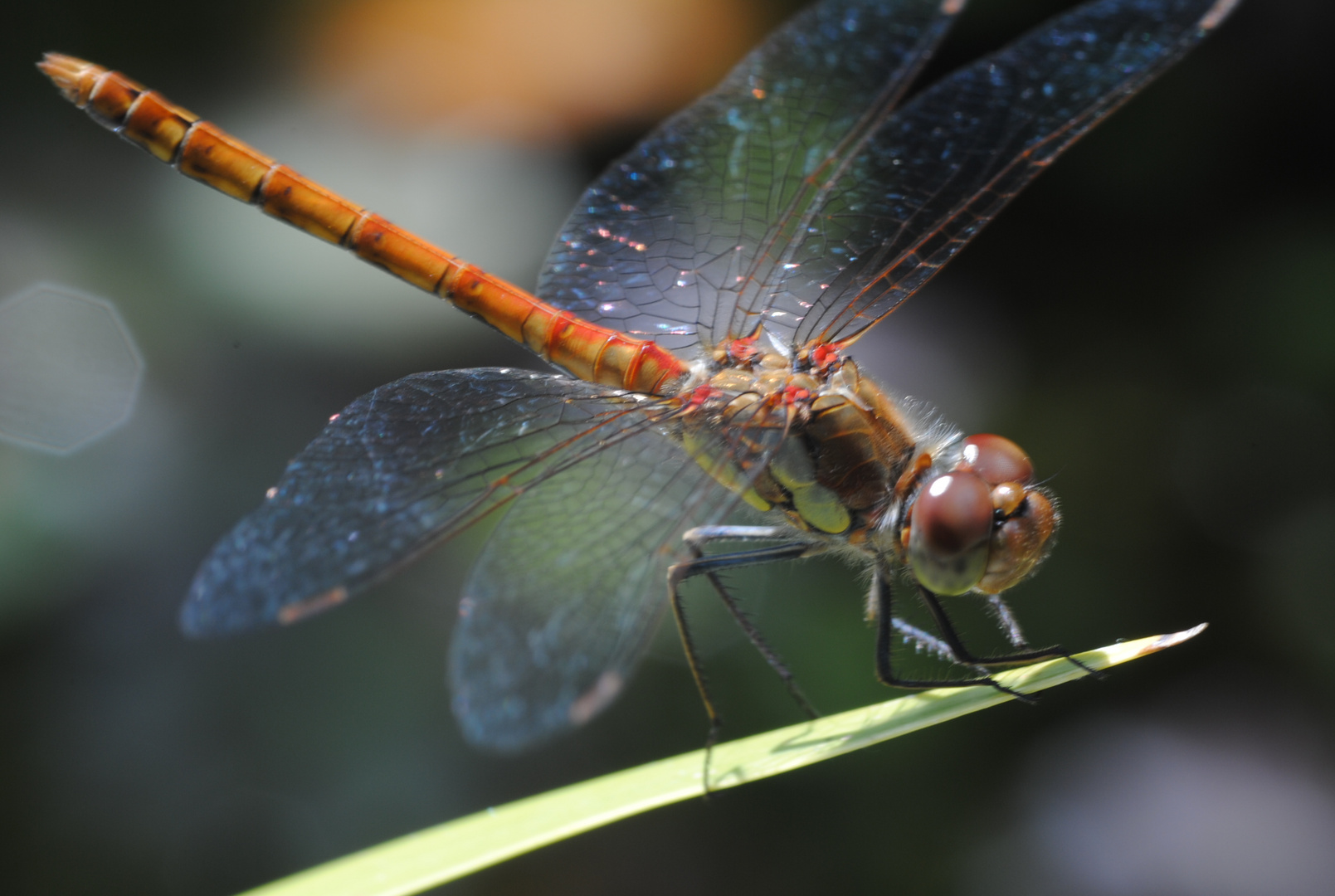 Eine kleine Libelle