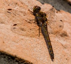 eine kleine Libelle an der Hauswand