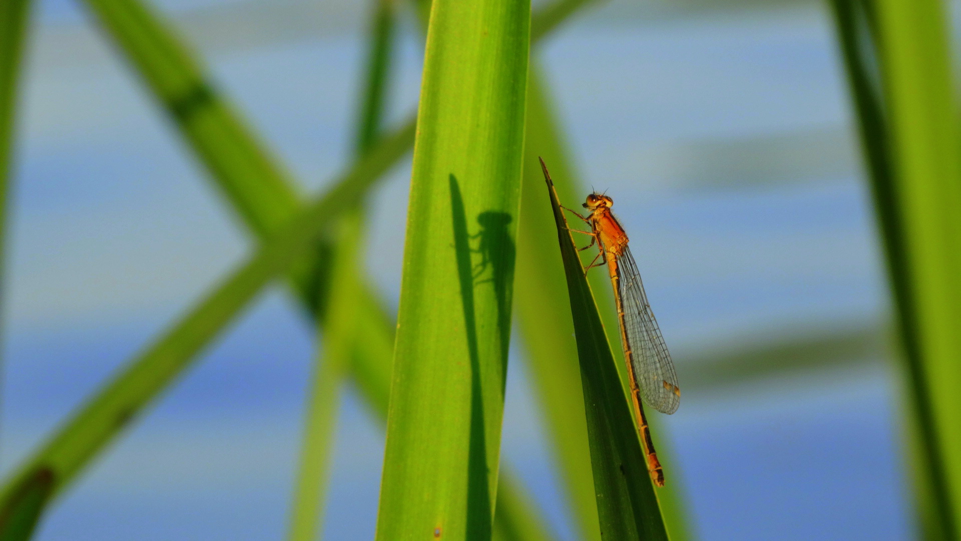 eine kleine Libelle