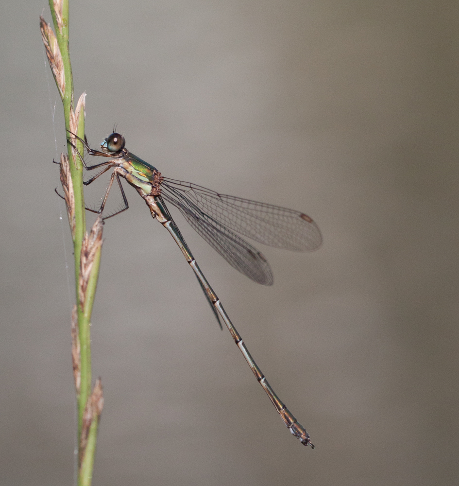 Eine kleine Libelle (Binsenjungfer)