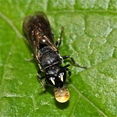 Eine kleine Maskenbiene (Hylaeus) sitzt minutenlang auf einem Blatt und . . .