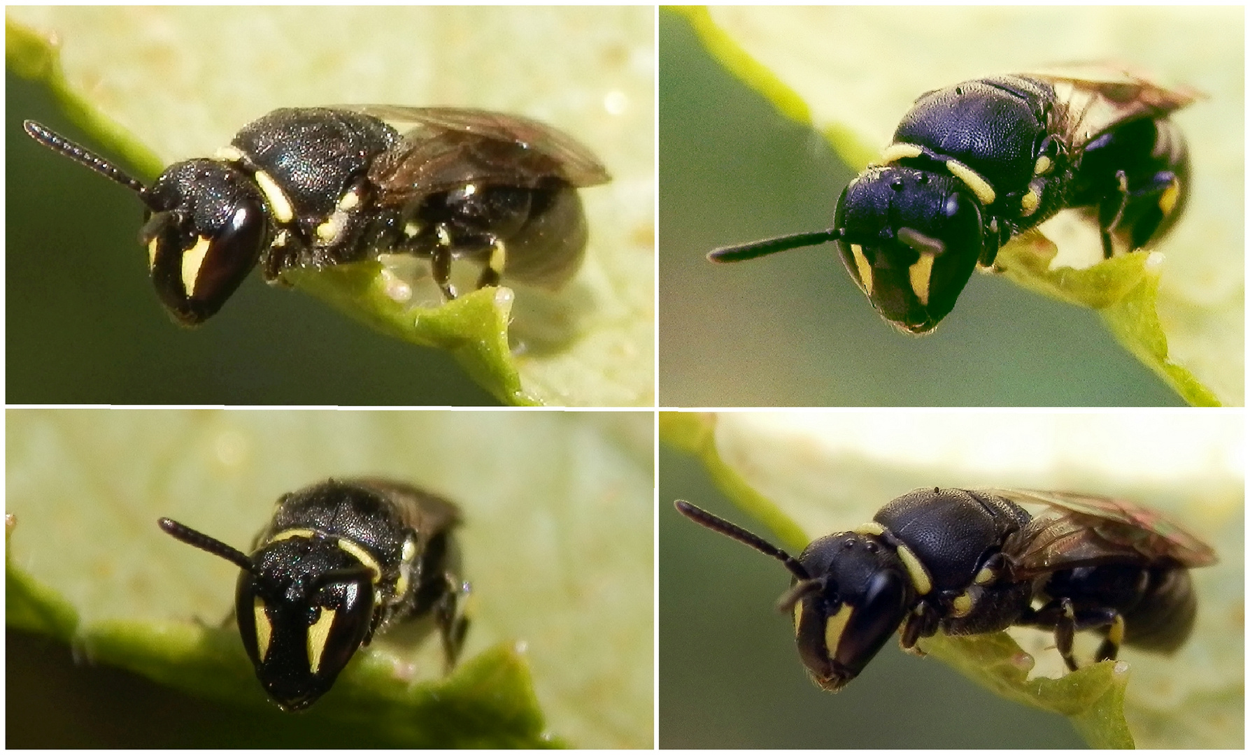 Eine kleine Maskenbiene - vielleicht Hylaeus modestus ??