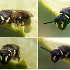 Eine kleine Maskenbiene - vielleicht Hylaeus modestus ??