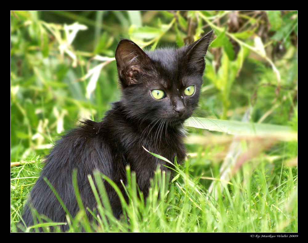 Eine kleine Mietzekatze...