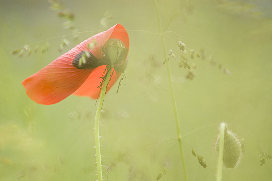 Eine kleine Mohn-Serie #1