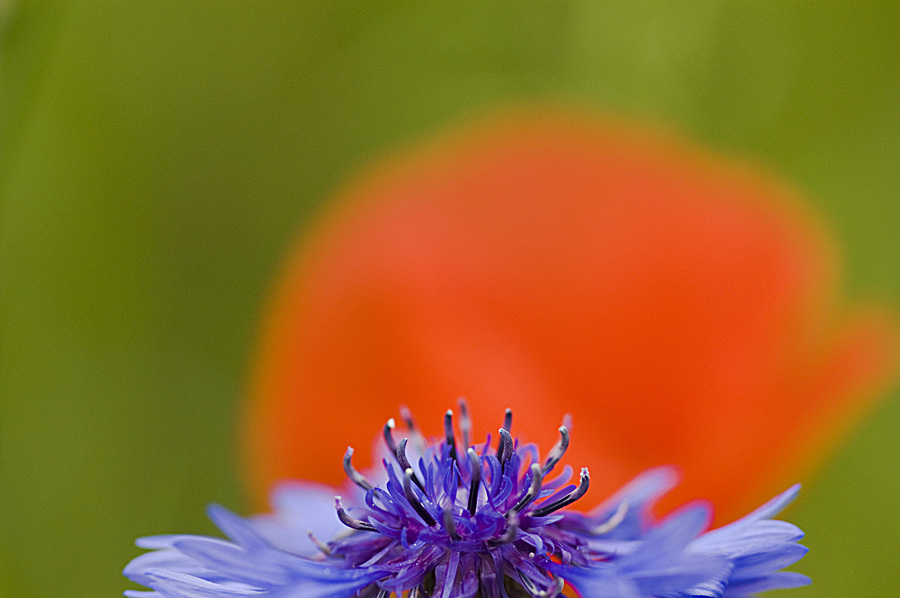 Eine kleine Mohn-Serie #2