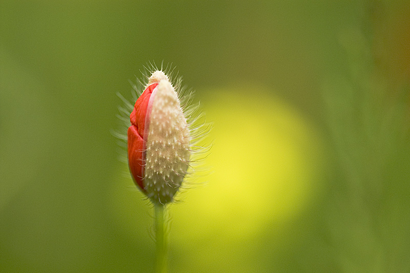 Eine kleine Mohn-Serie #4