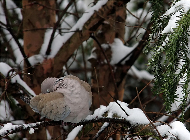 Eine kleine Mütze Winter-Schlaf