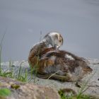 eine kleine Nilgans