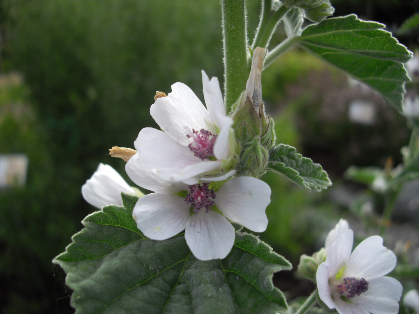 Eine kleine Parkblume