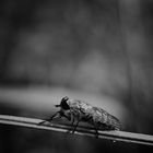 --------  eine kleine Pause  -------