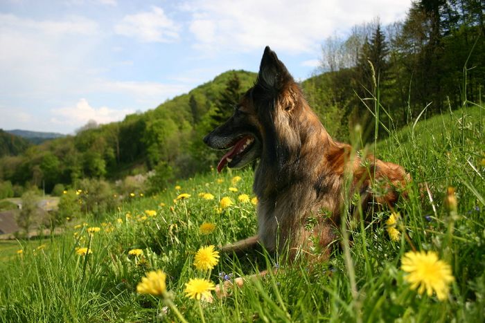 eine kleine pause auf der wiese..