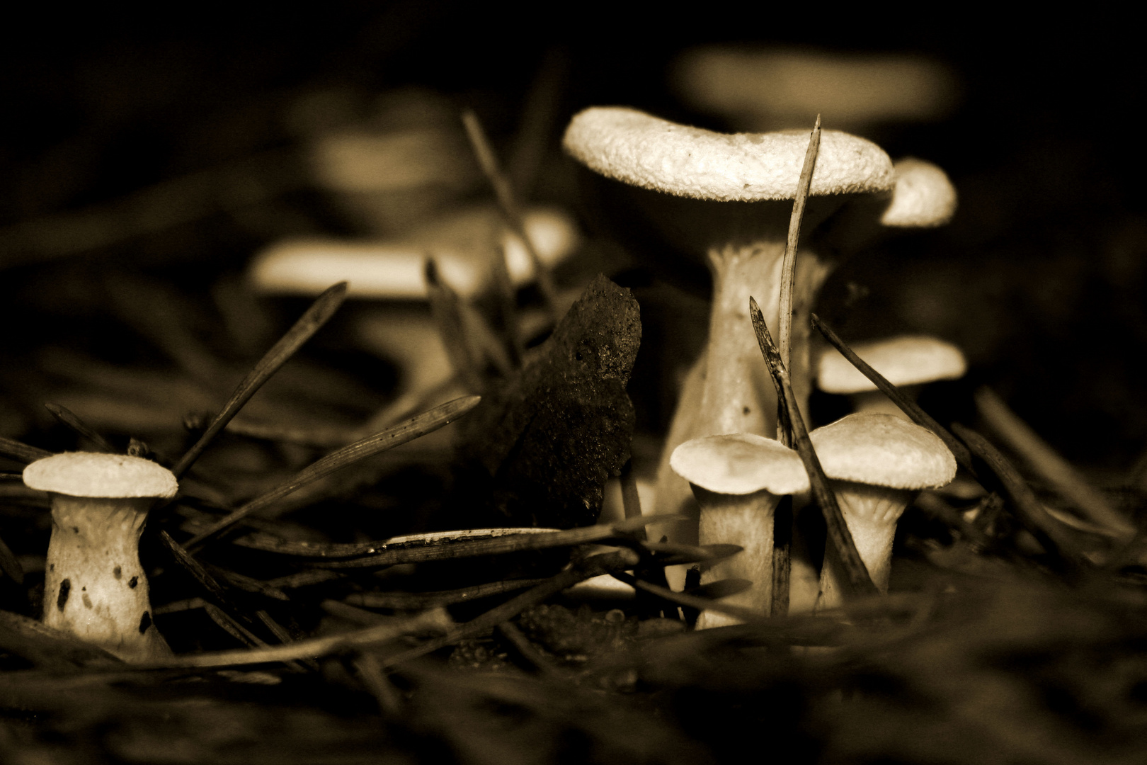 Eine kleine Pilzfamilie