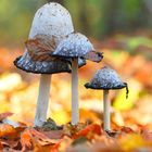 Eine kleine Pilzfamilie 