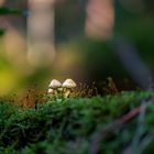 Eine kleine Pilzfamilie