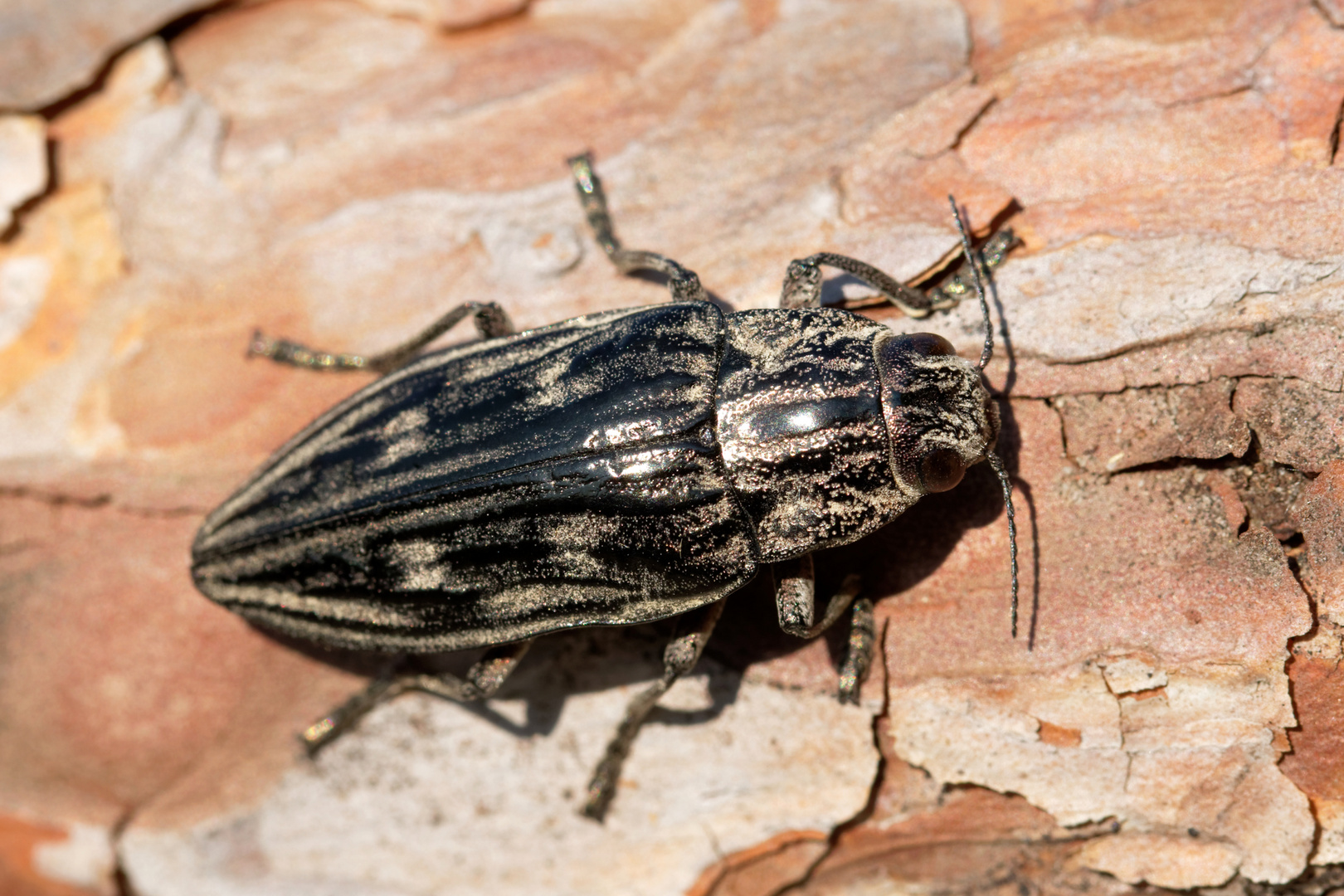 Eine kleine Rarität : Marienprachtkäfer auch Kiefernprachtkäfer genannt  (Chalcophora mariana)