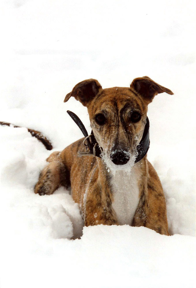 eine kleine rast im schneebett