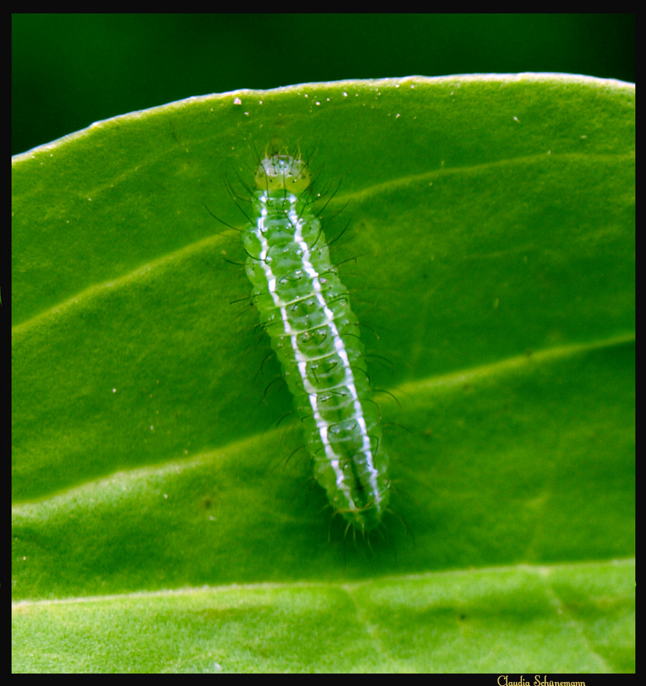 Eine kleine Raupe...