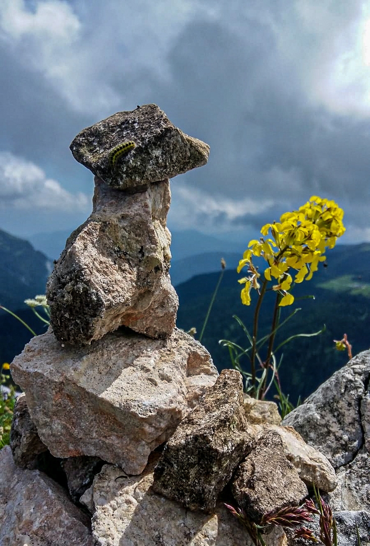 Eine kleine Raupe auf dem Weg zum Gipfel