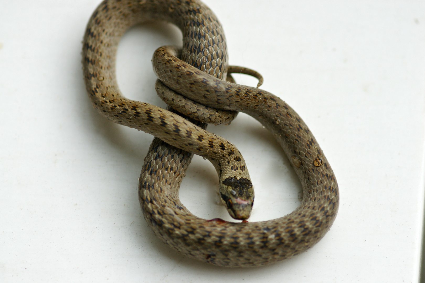 Eine kleine Ringelnatter.. Foto & Bild tiere, wildlife, amphibien