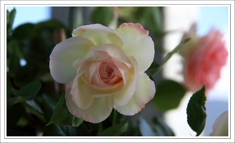 Eine kleine Rose..