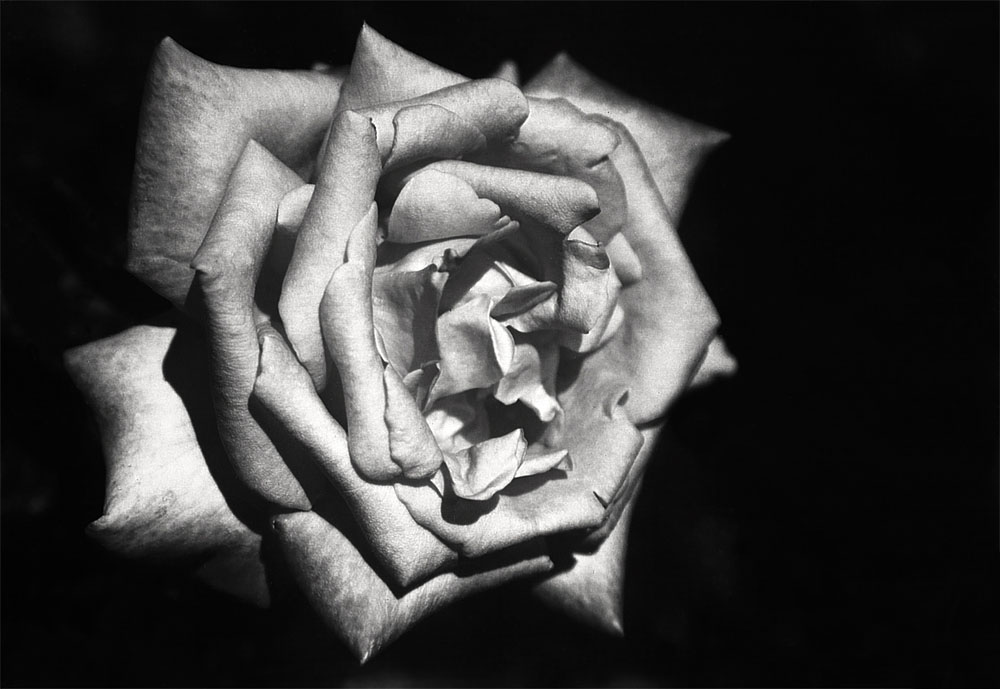 Eine kleine Rose in schwarz-weiss