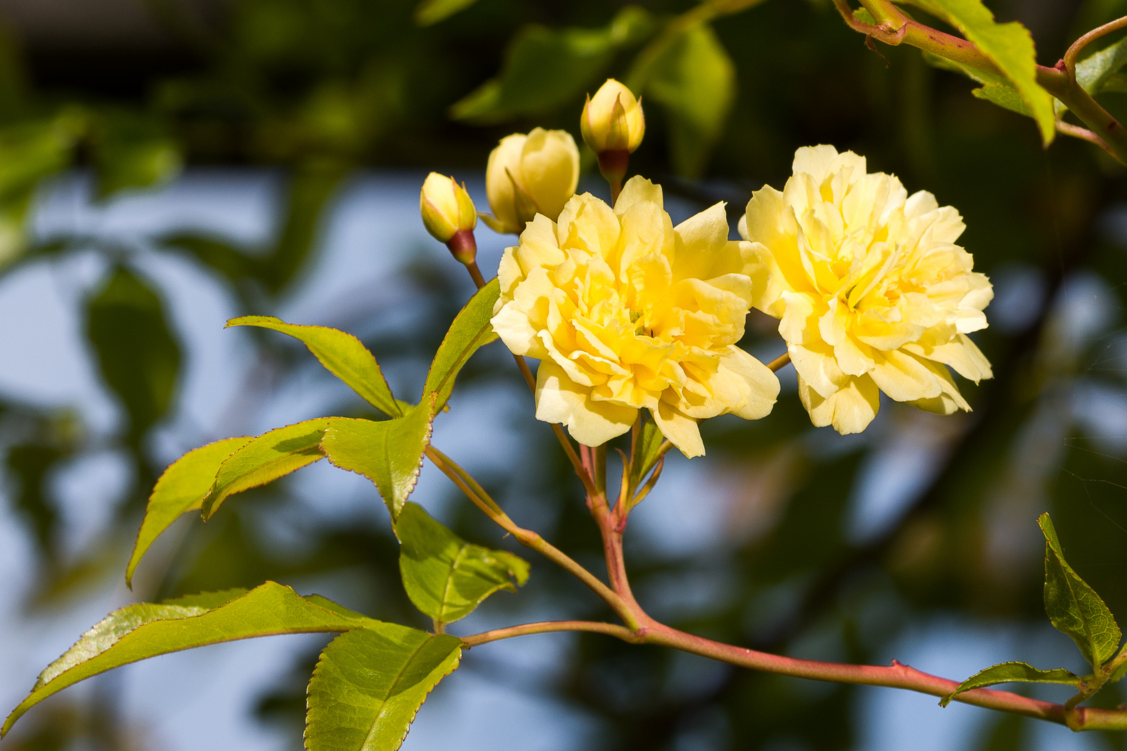 Eine kleine Rose ohne Dornen