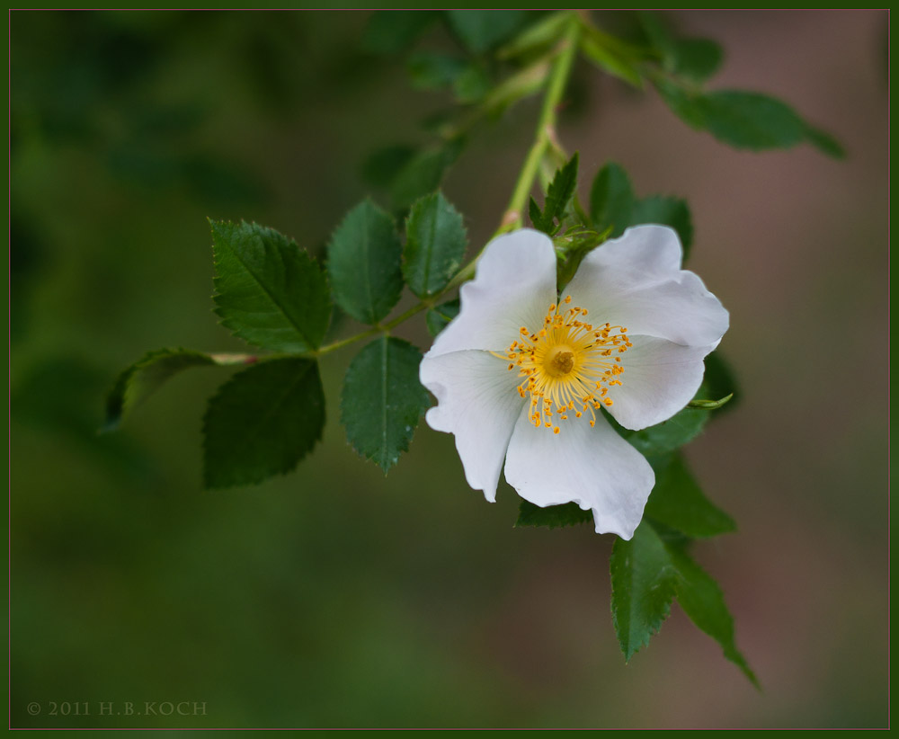 Eine kleine Rosenblüte