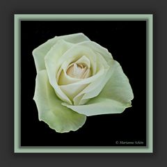 Eine kleine Rosenblüte...