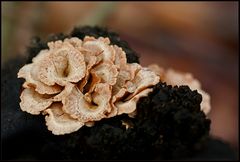 Eine kleine Rosette aus Herben Zwergknäuelingen