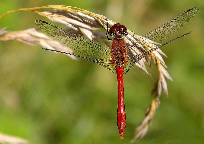 Eine kleine rote beim Abhängen