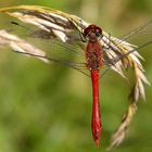 Eine kleine rote beim Abhängen