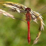 Eine kleine rote beim Abhängen