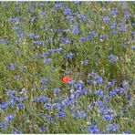 eine kleine rote Blüte leuchet zart...