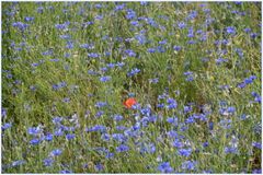 eine kleine rote Blüte leuchet zart...