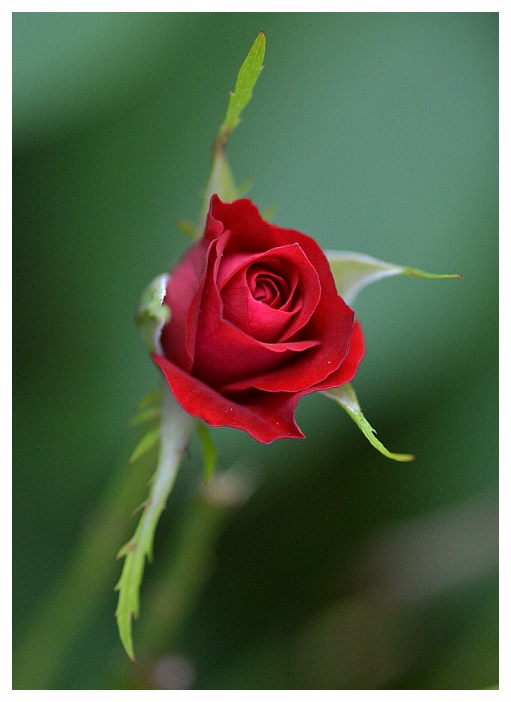 Eine kleine rote Rose im Garten