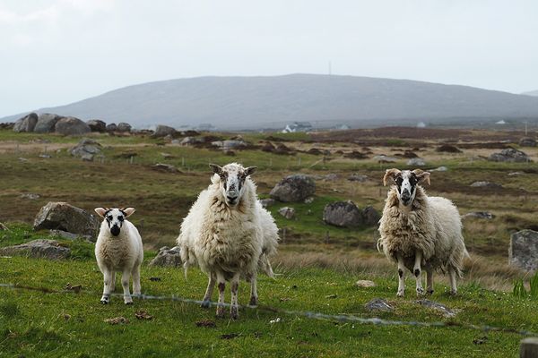 Eine kleine Schafs-Familie auf South Uist