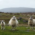 Eine kleine Schafs-Familie auf South Uist
