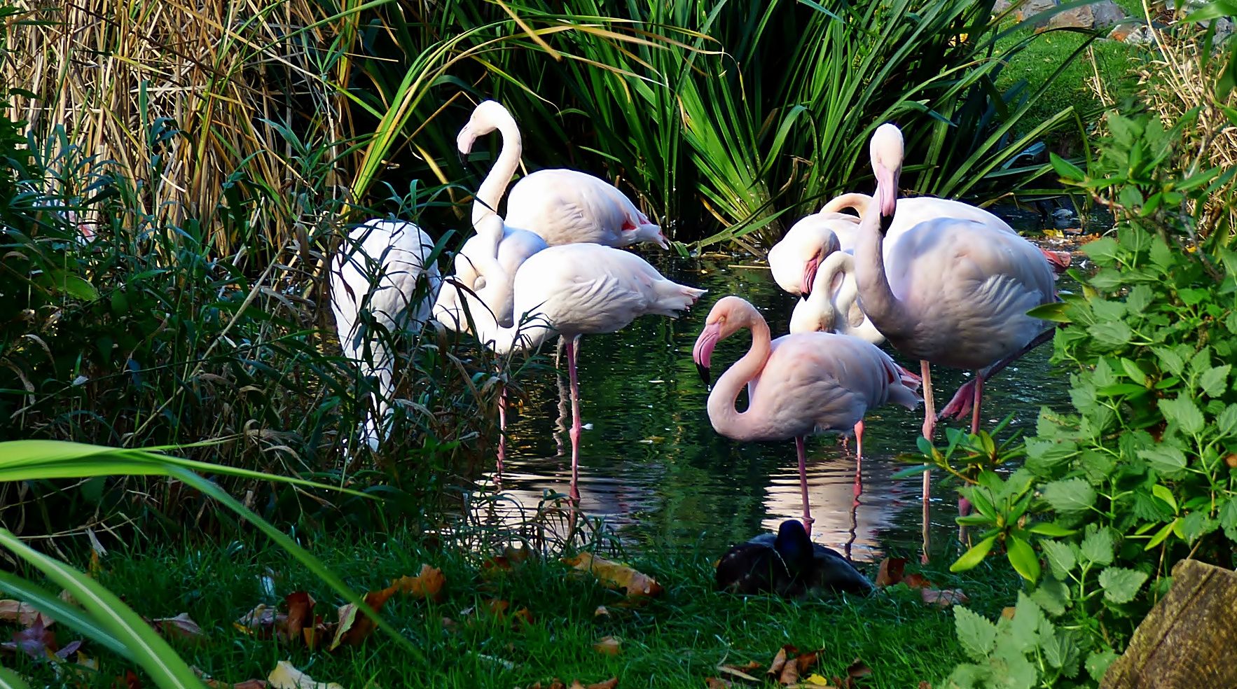 Eine kleine Schar Flamingos . . .