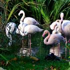 Eine kleine Schar Flamingos . . .