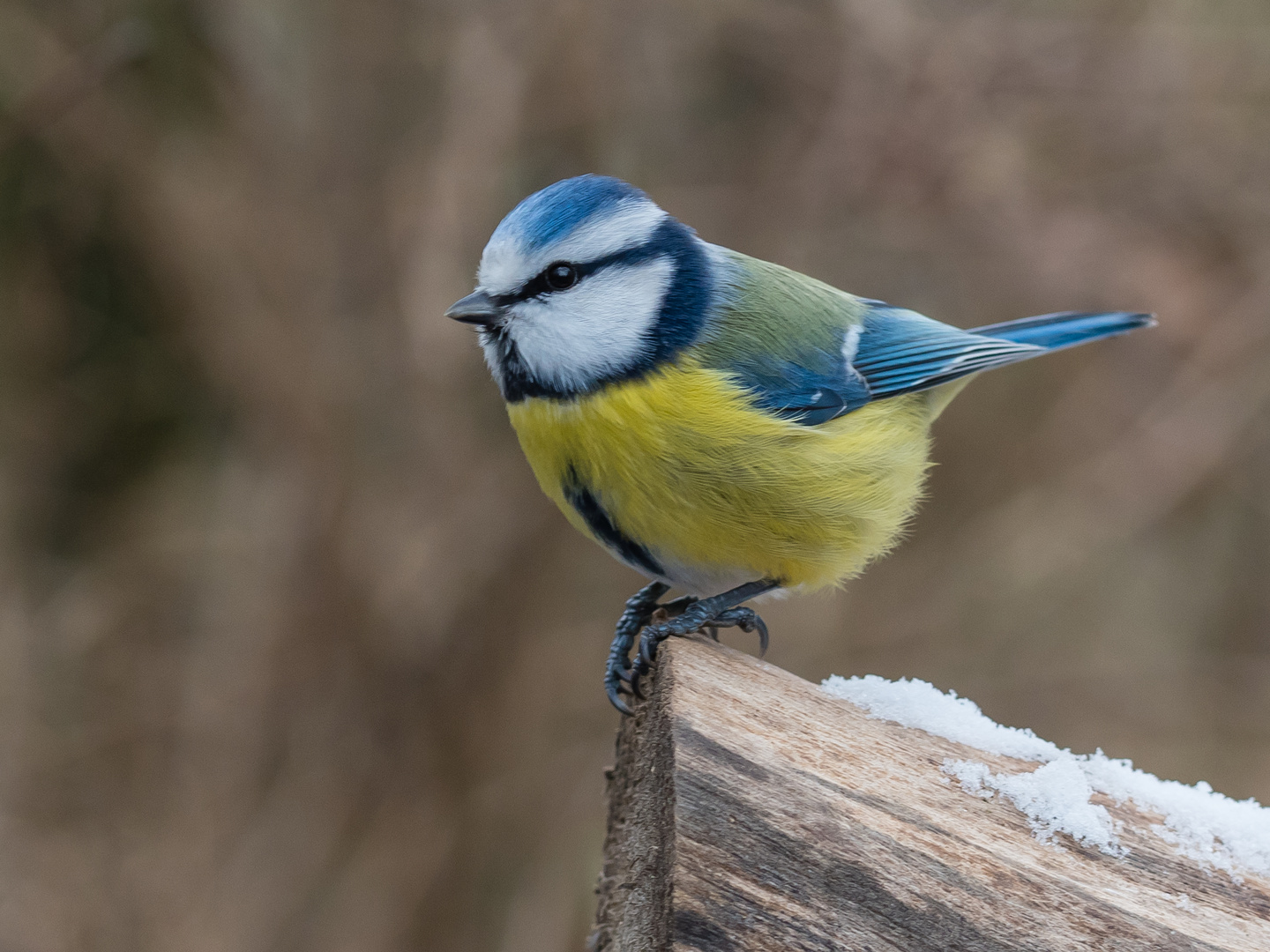 Eine kleine scheue Blaumeise