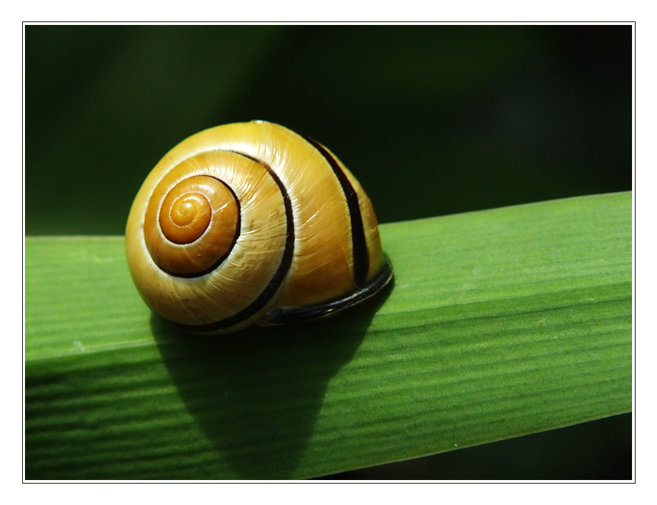 eine kleine Schnecke