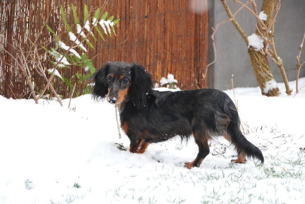 Eine kleine Schneenase