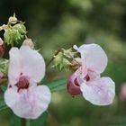 eine kleine schöne Blüte...