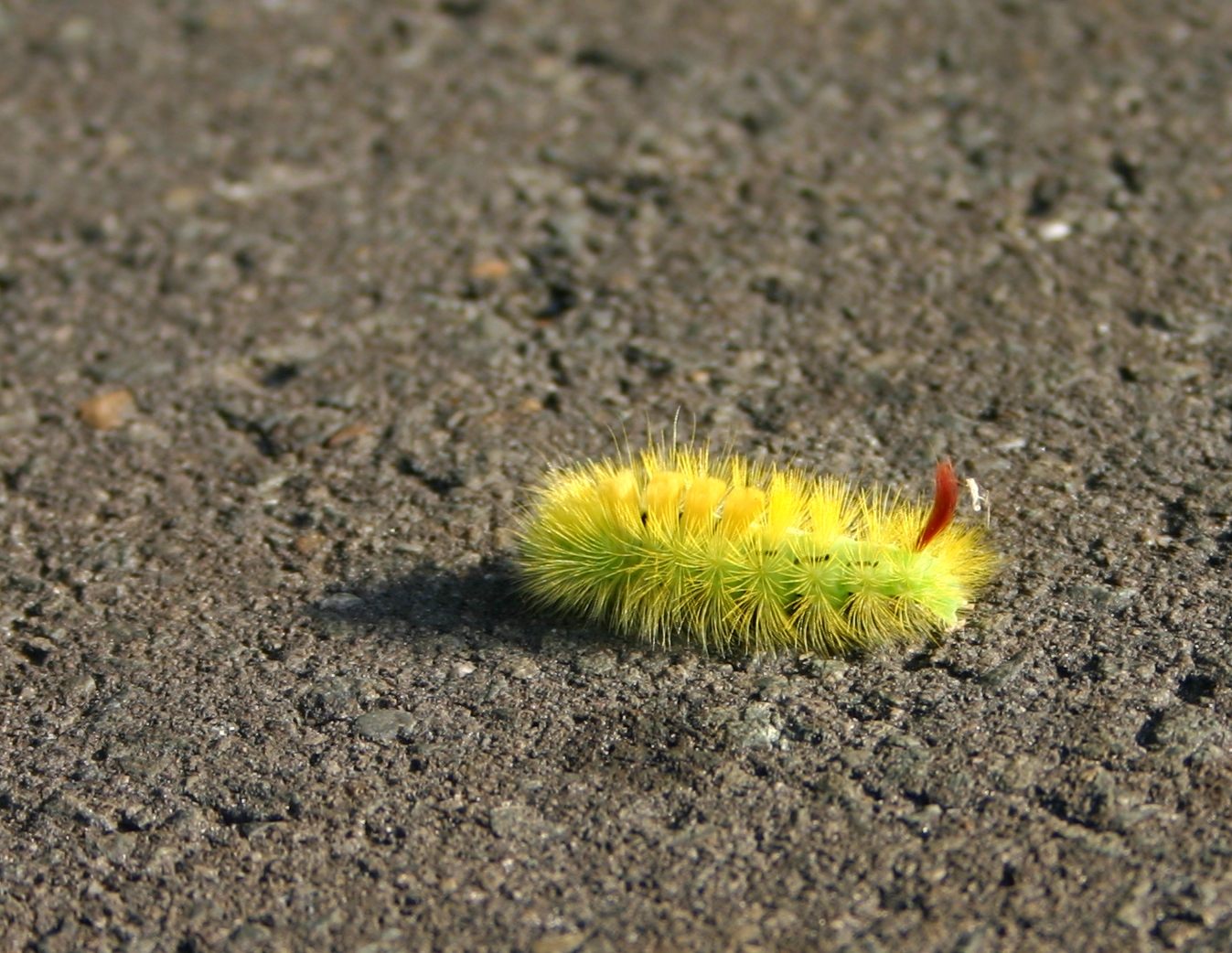 eine kleine Schönheit