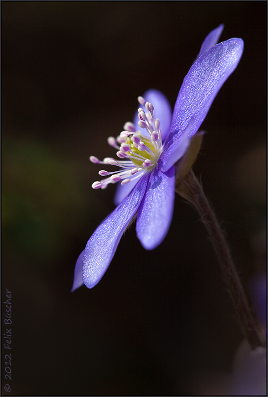 Eine kleine Schönheit - das Leberblümchen