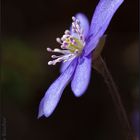 Eine kleine Schönheit - das Leberblümchen